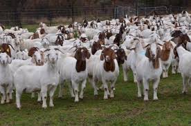Boar Goats Grazing