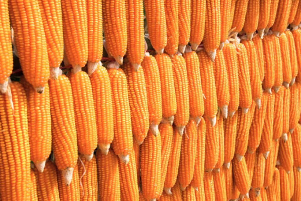 Mature Maize crop